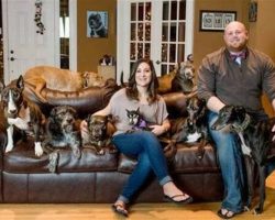 Couple spends $55,000 of their own money to turn home into senior dog sanctuary