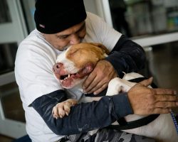 Man keeps promise to return for his pit bull after having to surrender him to shelter