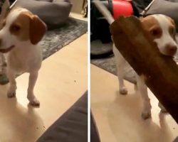Dog Got Bored Of Regular Sticks, Tears Away Parts Of Fence & Brings Them Into The House
