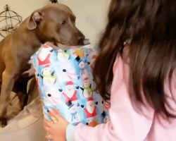 Rescue Dog Runs To Thank Little Girl For Getting Her The 1st Present In Her Life