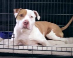 After Multiple Rejections, Depressed Pit Bull Gets His Own Rags-To-Riches Story