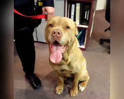 Cops Try To Find A Home For Abandoned Dog, But End Up Adopting Him Themselves