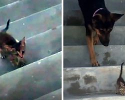 Dog Goes Above And Beyond For Little Kitten Who Was Without A Mother Of Her Own