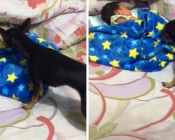 Dog Feels The Baby Is Getting Cold, So He Grab’s The Blanket And Gets To Work