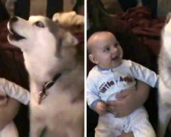 Baby Laughs To The Dog Speaking, Then The Dog Keeps Doing It Again And Again