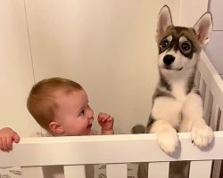 Parents Discovered A Husky Puppy In The Baby’s Crib, But That Wasn’t All They Discovered