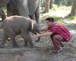 Man Goes In For A Baby Elephant Hug But Gets More Than He Bargained For