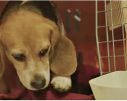 Beagle Freed From Lab Testing Won’t Leave Crate Until He Hears A Baby Crying