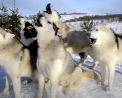 Pack Of Huskies Howl And Break Out Into A Birthday Song For Their Friend Upon Command