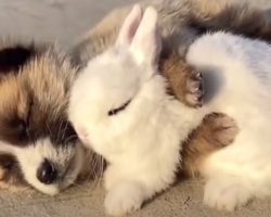 Puppy And Bunny Friends Come Together For A Nap And Fall Asleep Hugging
