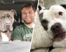 When Their 120-Pound Dog Learns He’s Getting A Brother From The Shelter