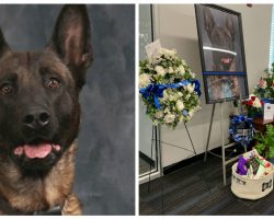 Hero Police Dog Is Killed In The Line Of Duty After Chasing Down Suspect