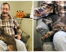 Old shelter dog falls asleep in new owner’s arms when he finds out he’s getting adopted
