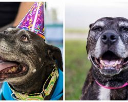 Family takes in terminally ill senior dog, gives her best final days with ‘bucket list’