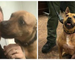Pit Bull Rescued From Dog Fighting Ring Becomes A K-9 Police Dog