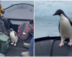 Penguin Escapes Hungry Seal And Hitches Ride On Tour Boat