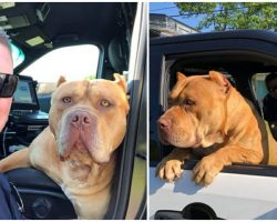 Police Officer Responds To Call About ‘Vicious’ Pit Bull, But Finds A Sweet New Friend Instead