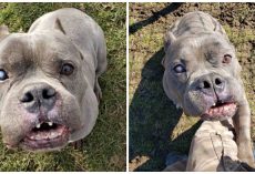 ‘Ugly’ pit bull that no one wanted finally finds a home after long wait