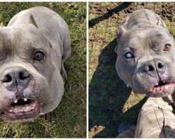 ‘Ugly’ pit bull that no one wanted finally finds a home after long wait