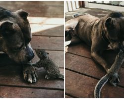 Pit bull forms loving bond with orphaned squirrel who followed him home