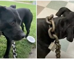 Stray Dog Found With Heavy Chain Around Neck Prompts Lawmaker To Draft New Animal Abuse Law