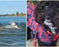 Dog Saves The Day After Alerting Owner To Man Drowning In The Sea