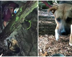 Dog Trapped In 30-Foot Sinkhole Gets Lured Out With Beef Jerky