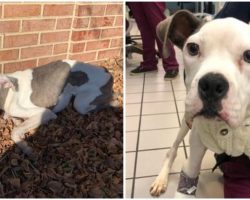 ‘Skin and bones’ dog ditched outside shelter is now recovering thanks to rescue