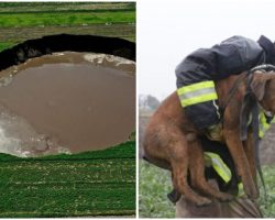 Firefighters Save Two Dogs Who Got Trapped In Massive Sinkhole