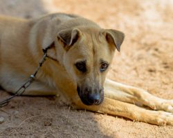 Tennessee considering new law that would make it illegal to chain up a dog in extreme weather