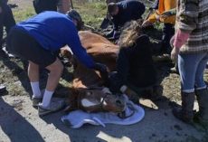 Firefighters Save Horse Who Was Helplessly Trapped In A Sinkhole
