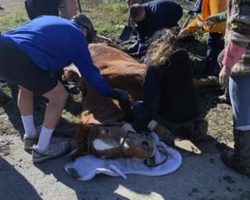 Firefighters Save Horse Who Was Helplessly Trapped In A Sinkhole