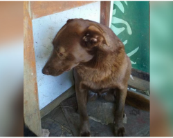 Disheartened Dog Was Alone At Shelter For 2-Years And Recognized A Familiar Smell