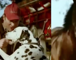 Dog Fetches The Stick For A Treat, But The Clydesdale Is Not To Be Outdone