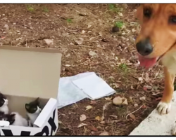 Hero Dog Found A Box of Abandoned Kittens And Becomes Their Foster Dad