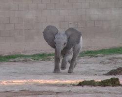 This Baby Elephant Gets Super Excited When She Sees The Zoo Keepers