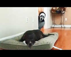 Funniest Pranks On Dogs And Cats