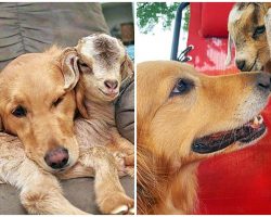 Golden Spends So Much Time Caring For Baby Goats That They Think She’s Their Mom