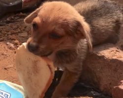 Discarded Puppy Tries Fending For Himself As His Siblings All Get Homes