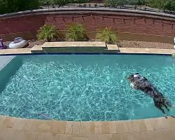 Dog Makes A Big Splash In The Pool When He Thinks No One’s Watching