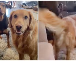 Very Good Boys Help Their Sick Mama Recover By Doing Adorable Chores For Her