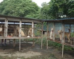 100+ Dogs Caged With Nowhere To Move, Rescued and Given Shelter & Care