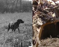 Mama Dog Living Behind Walmart Builds A Driftwood Cave To Keep Her Puppies Warm