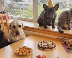 Dog Has A Party With All Of Her Friends To Celebrate Her First Birthday