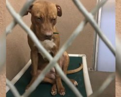 Time Stamped At Two Shelters, He Was Set To Be Euthanized For Being A Pit Bull