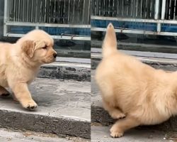 Clumsy Puppy Trips Over Sidewalk And Face Plants
