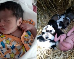 Mother Dog Saves Abandoned Newborn Girl By Cuddling With Her In The Cold