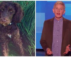 Ellen DeGeneres Adopts Neglected Puppy But Her Other Dogs Aren’t Thrilled