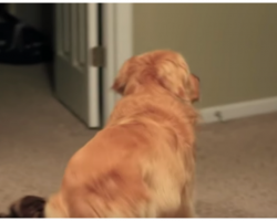 Dad pointed his camera at the door as he knew his Golden Retriever was in for a “reunion of a lifetime”