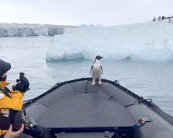 Penguin Hops Aboard Boat To Avoid Attacking Leopard Seal